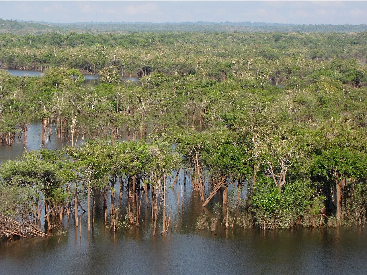 Fotografia de floresta amazônica alagada no rio Urubu, Amazonas, com árvores e água entre os troncos; não mostra a espécie Adenomera varcena.